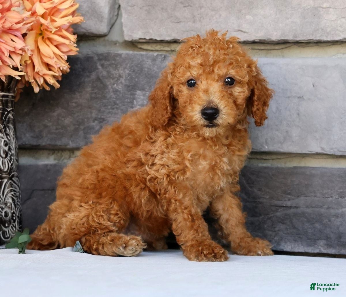 Miniature Poodle dogs Nolan - Ad 2
