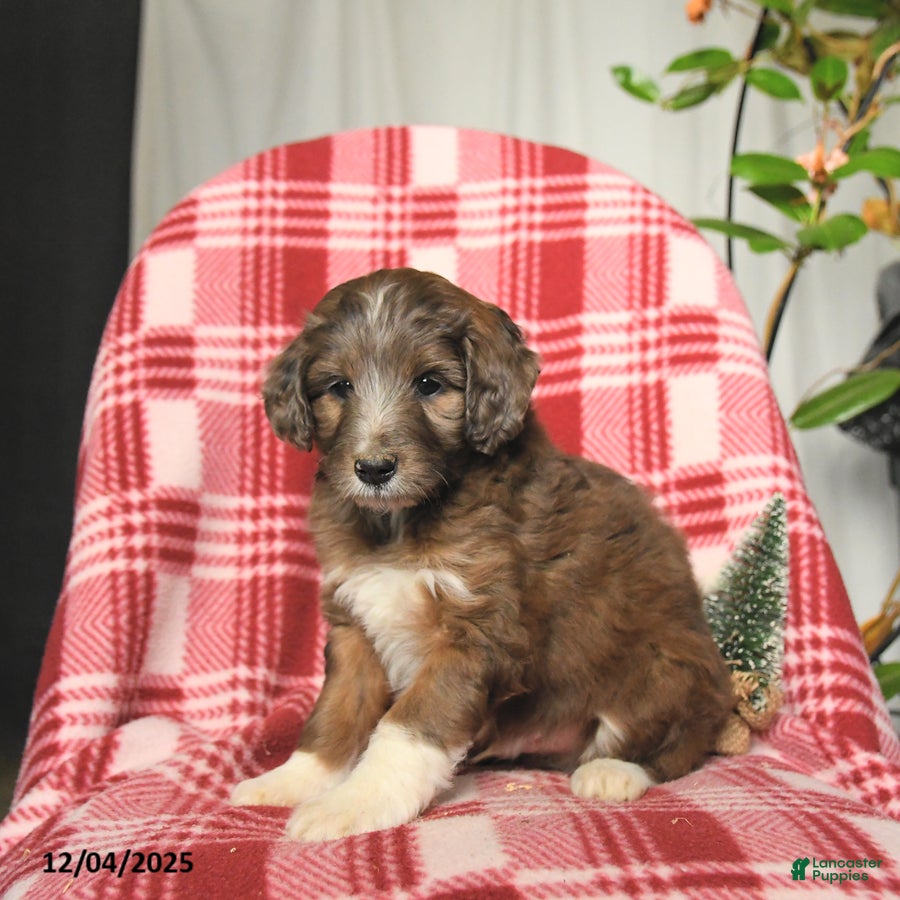 Mini Aussiedoodle dogs Tag - Ad 13