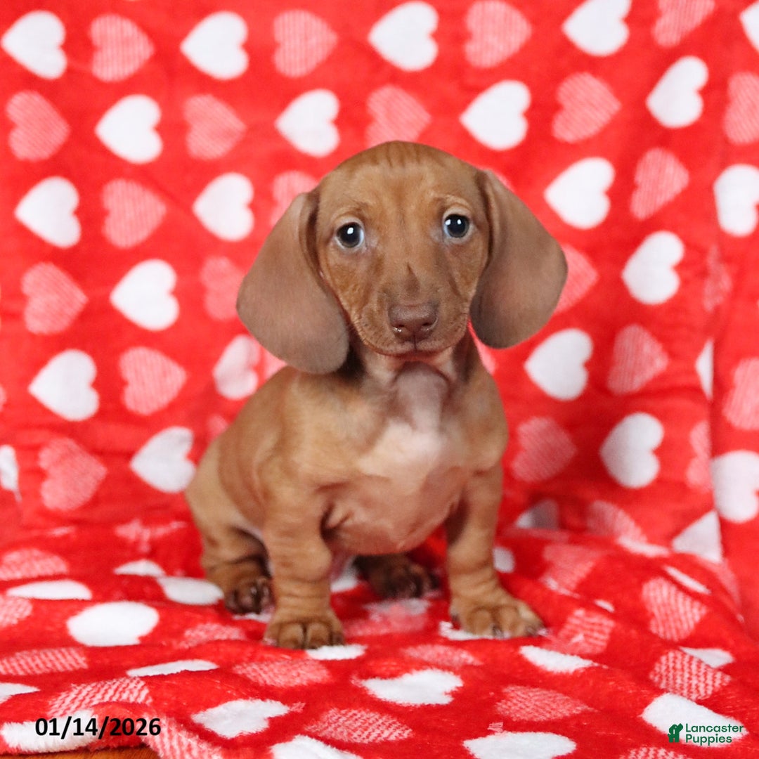 Miniature Dachshund dogs for sale: Jill - Ad 4