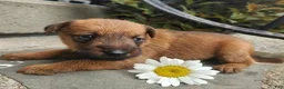 Irish Terrier dogs for sale: Ruby - Ad 9