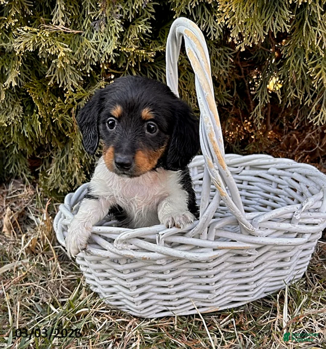 Dachshund dogs for sale: Clementine - Ad 1