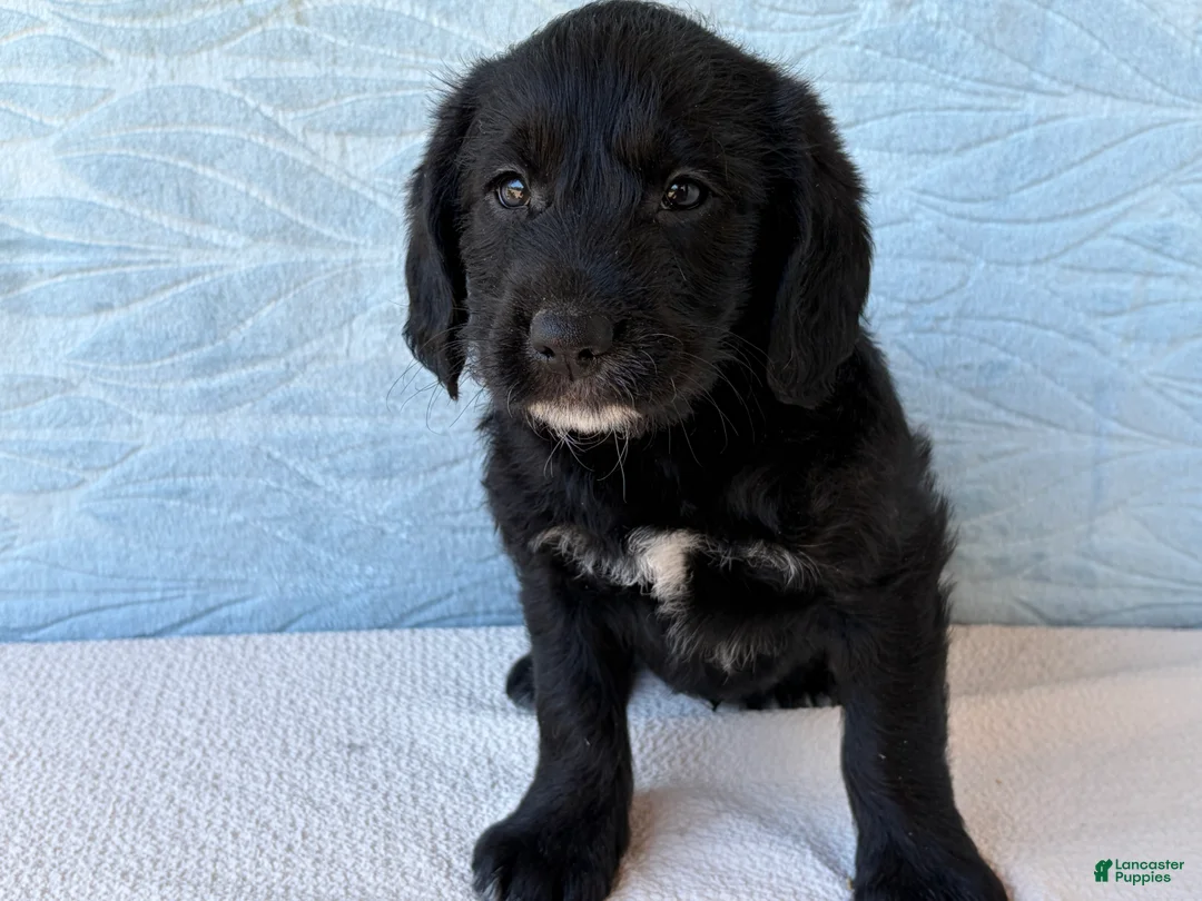 Labradoodle dogs for sale: Labradoodle 3 - Ad 2