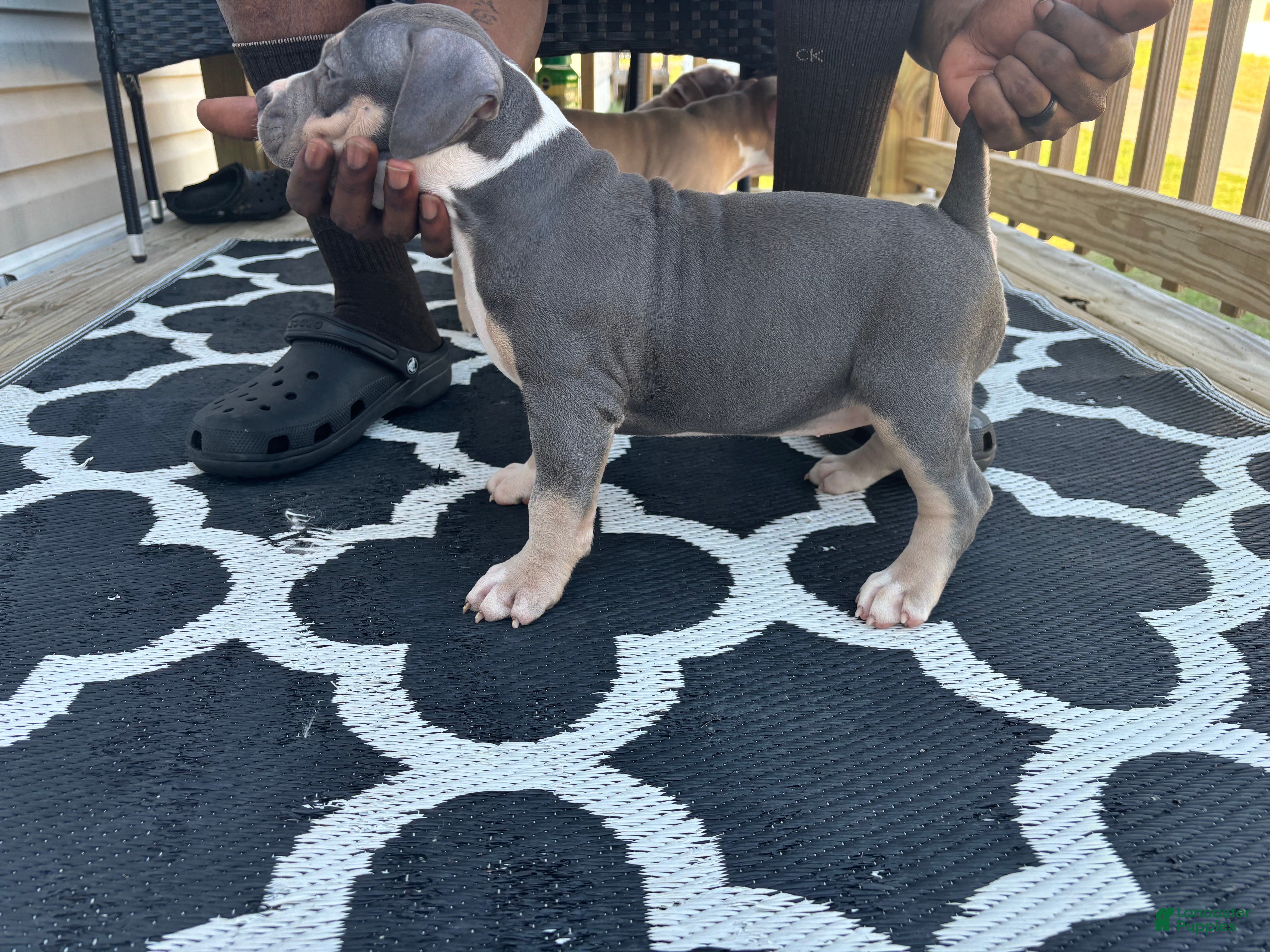 American Bully dogs American Bully Puppy 1 - Ad 40