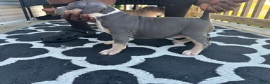 American Bully Puppy 1