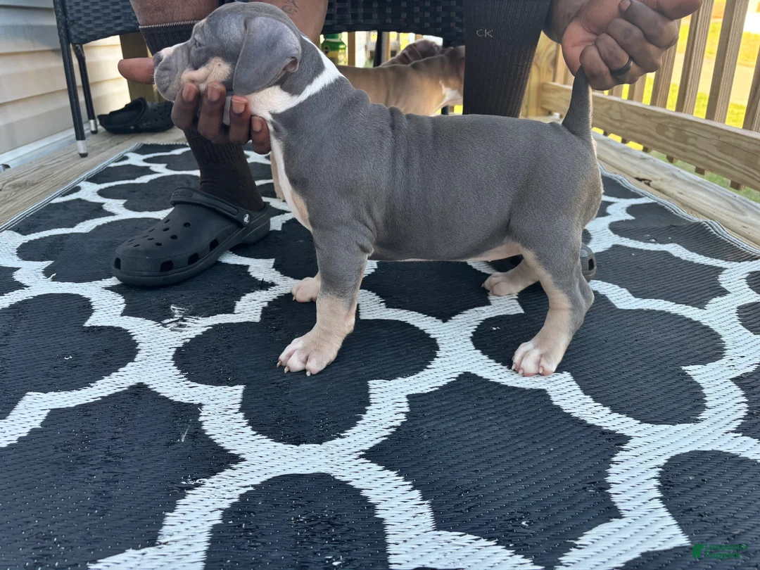 American Bully dogs for sale: American Bully Puppy 1 - Ad 1