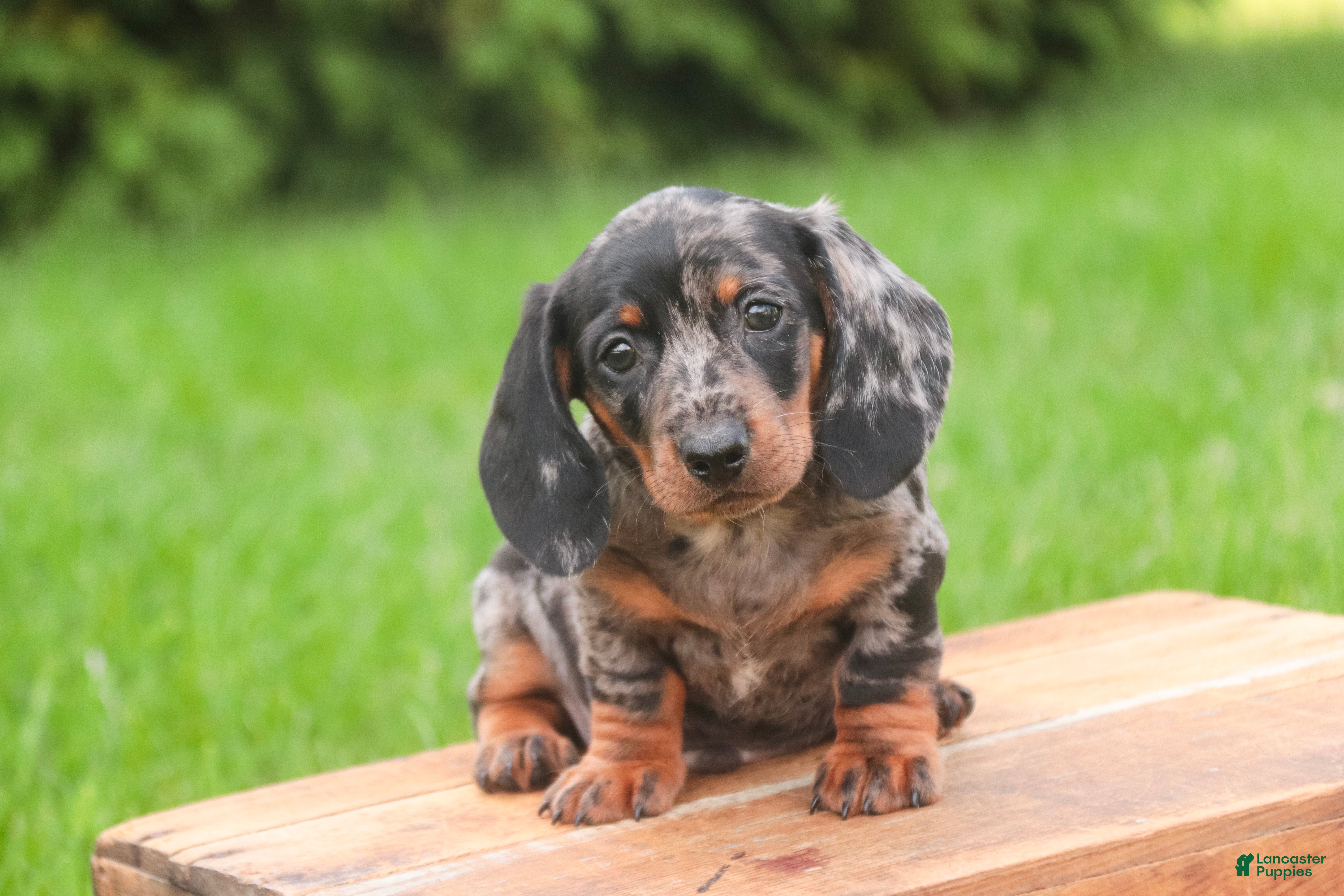 Miniature Dachshund dogs Garrett Miniature Dachshund  - Ad 2