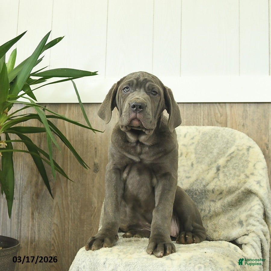 Cane Corso dogs Annie - Ad 1