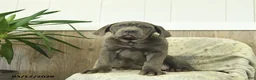 Cane Corso dogs for sale: Annie - Ad 1