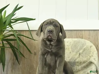 Cane Corso dogs for sale: Annie - Ad 3