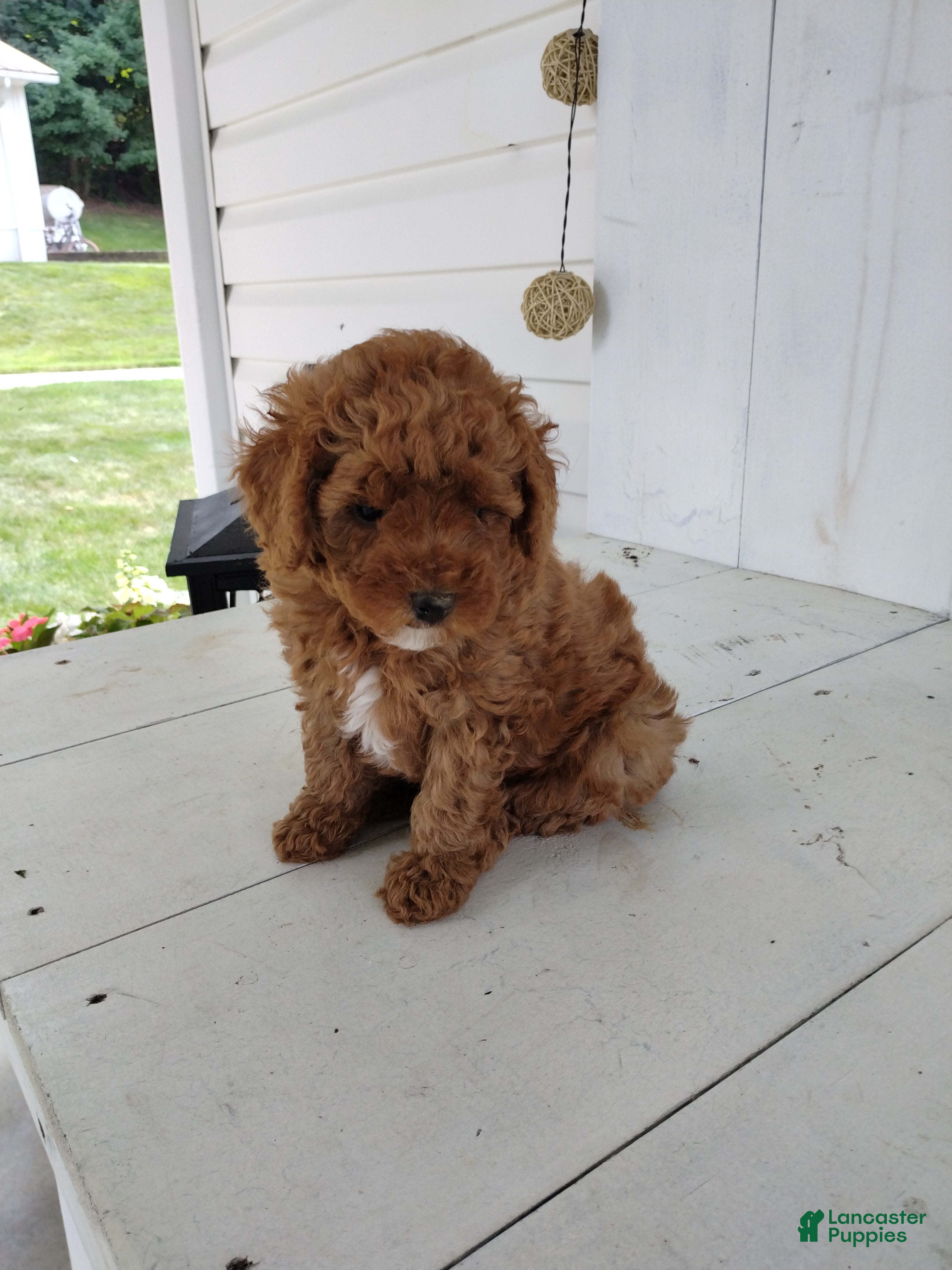 Toy Poodle dogs Lucky - Ad 1