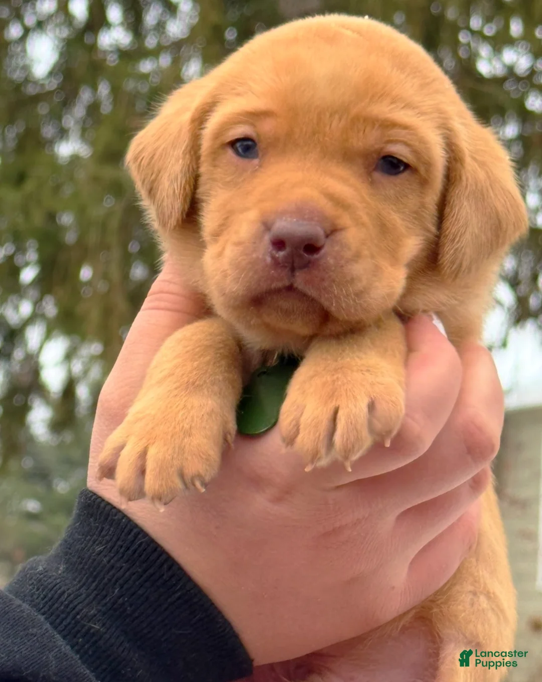 Lakeland Terrier dogs for sale: Labrador retriever - Ad 13