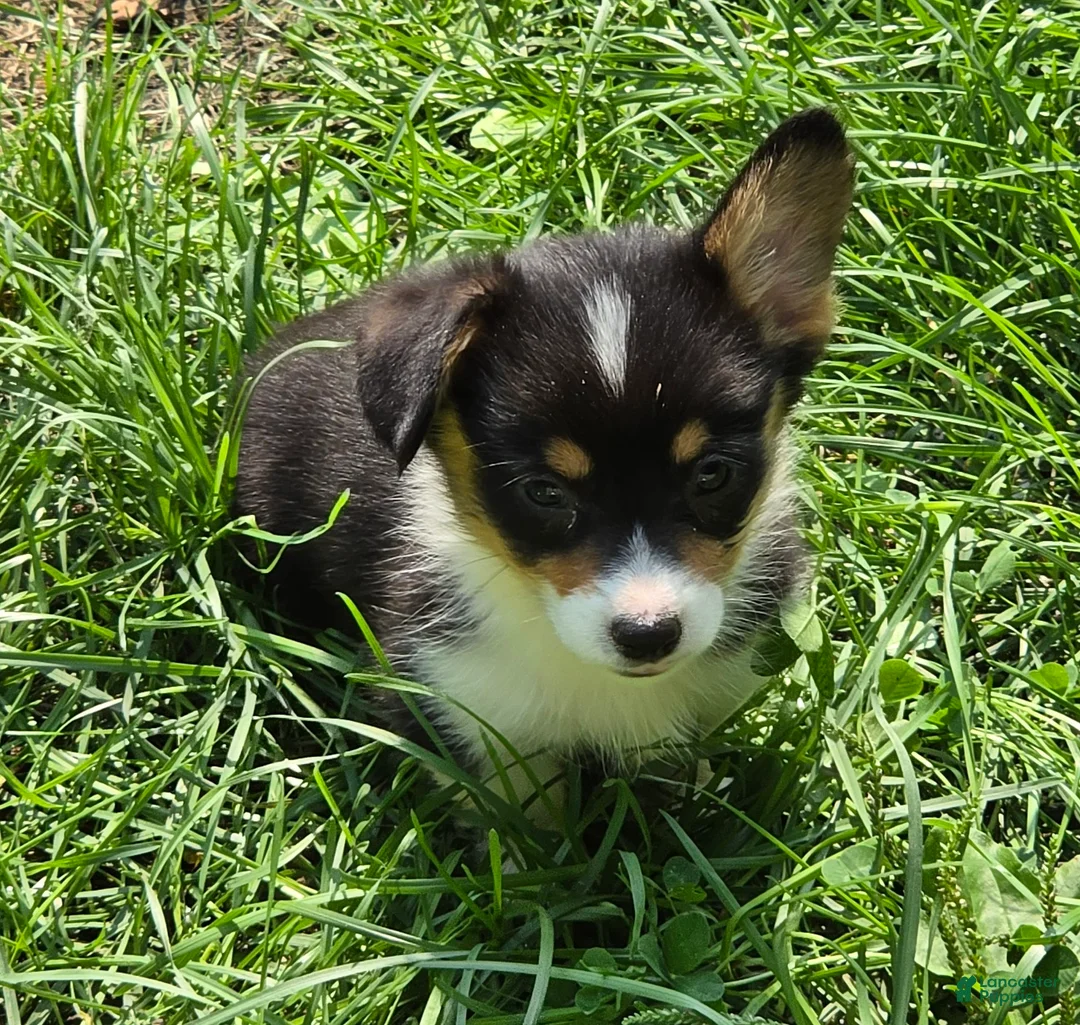 Welsh Corgi Pembroke dogs for sale: Brea  - Ad 1