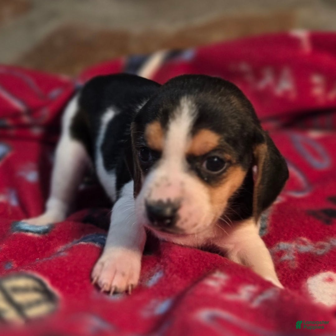 Beagle dogs for sale: Clove Queen Elizabeth Pocket Beagle - Ad 6