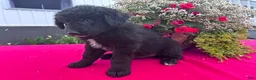 Mixed Breed dogs for sale: Teddy - Ad 4