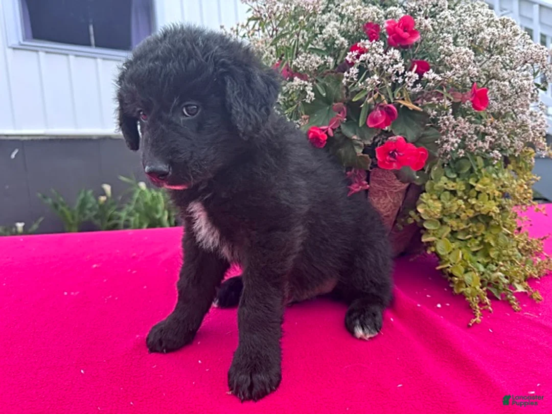 Mixed Breed dogs for sale: Teddy - Ad 4