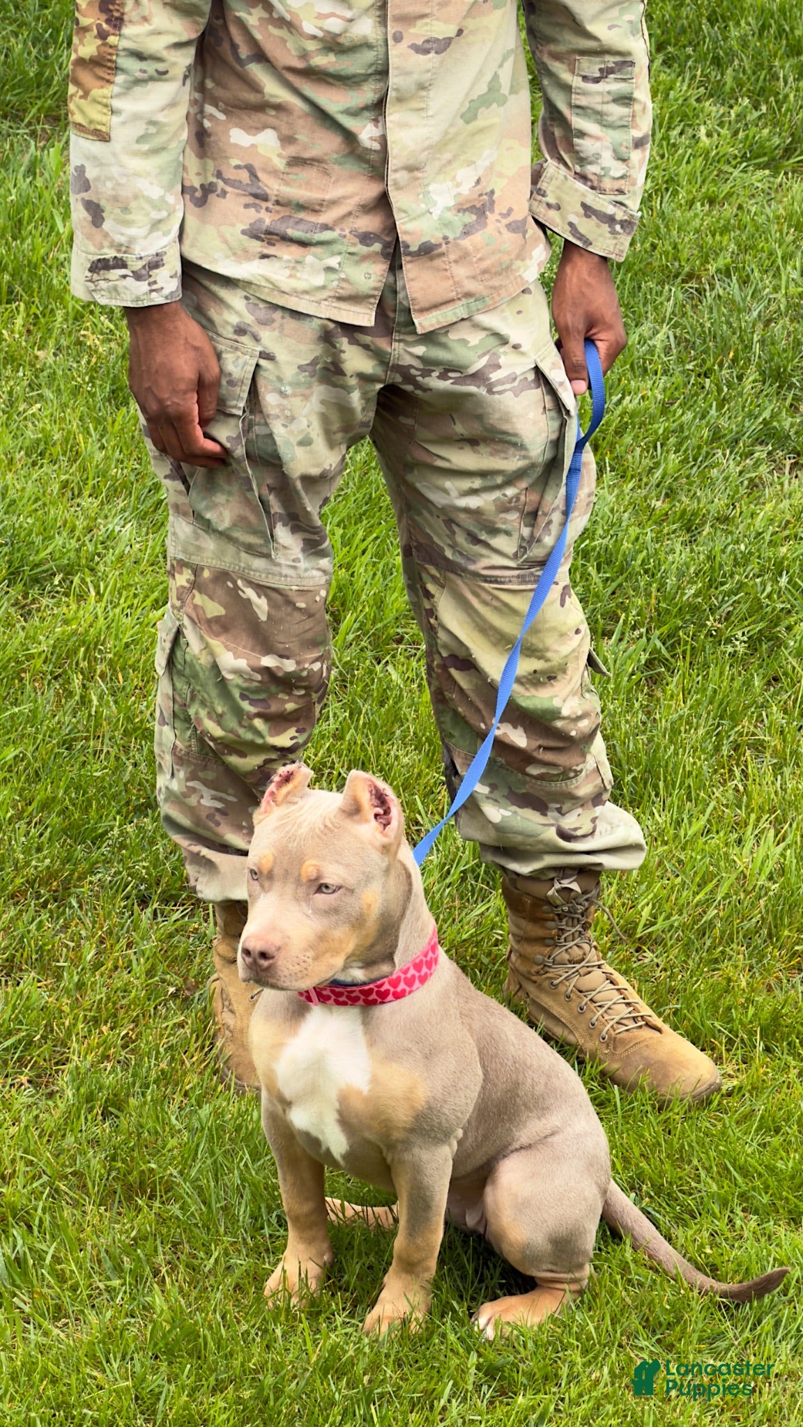 American Bully dogs American Bully 1 - Ad 25
