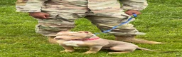 American Bully dogs for sale: American Bully 1 - Ad 1