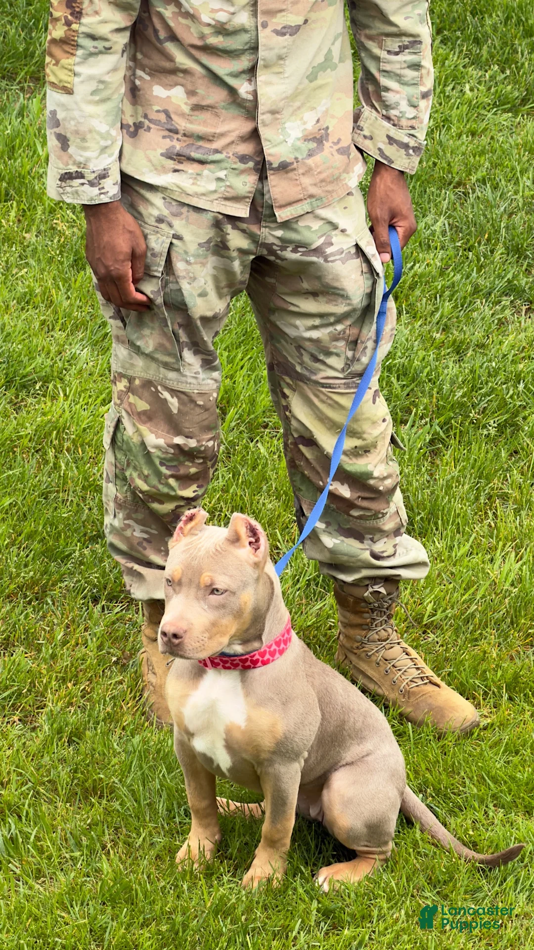 American Bully dogs for sale: American Bully 1 - Ad 1