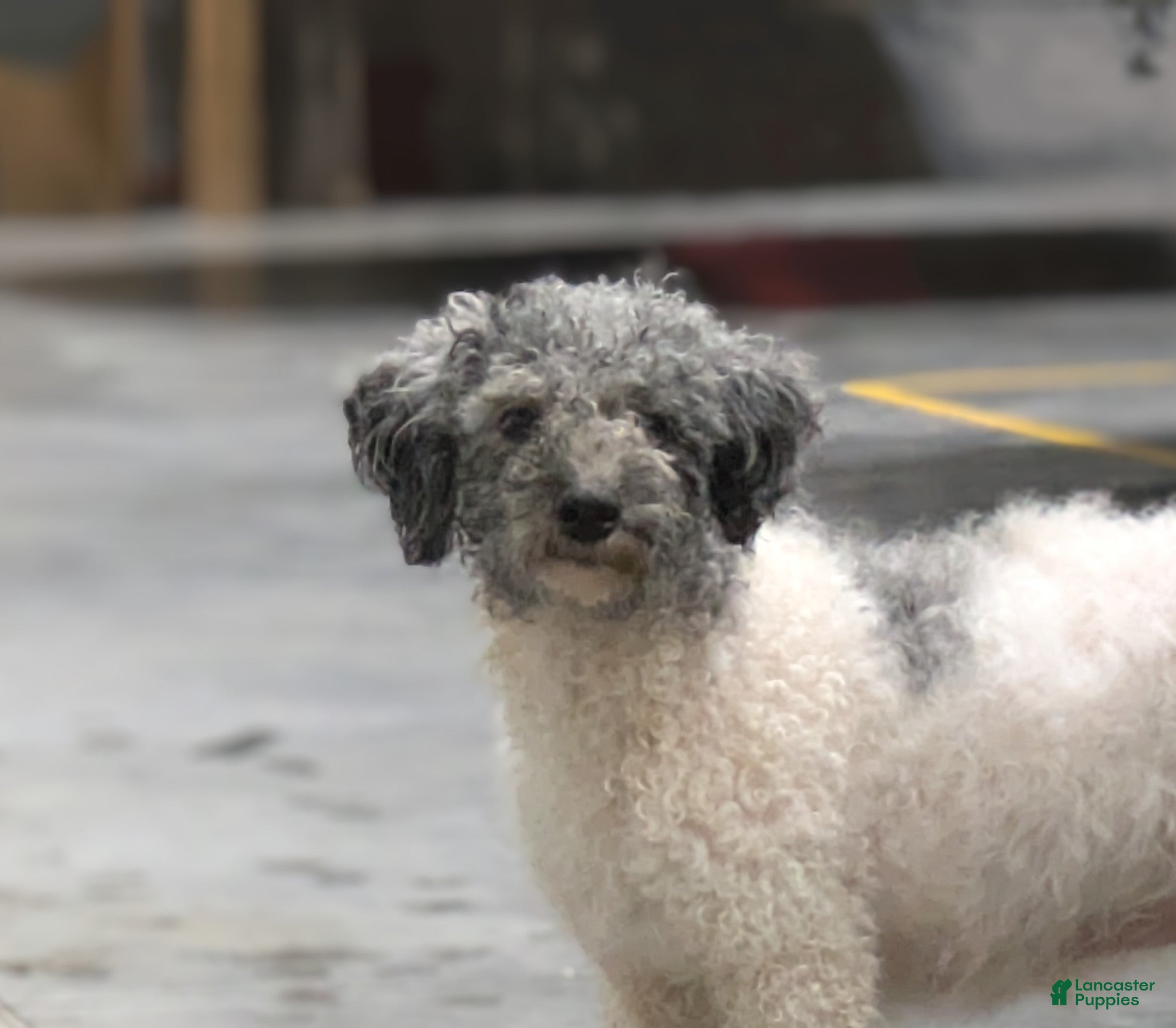 Havapoo dogs Sugar - Ad 25