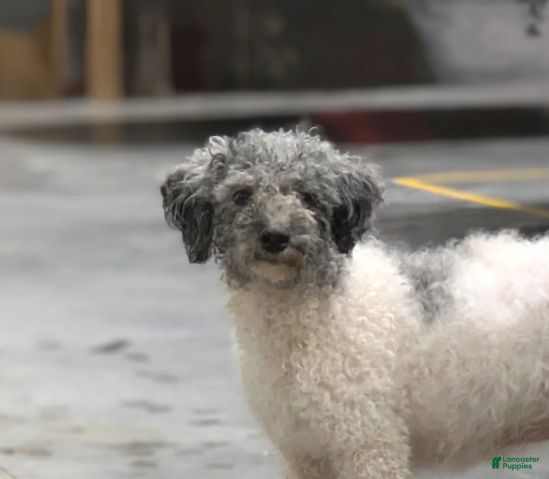 Havapoo dogs for sale: Sugar - Ad 1