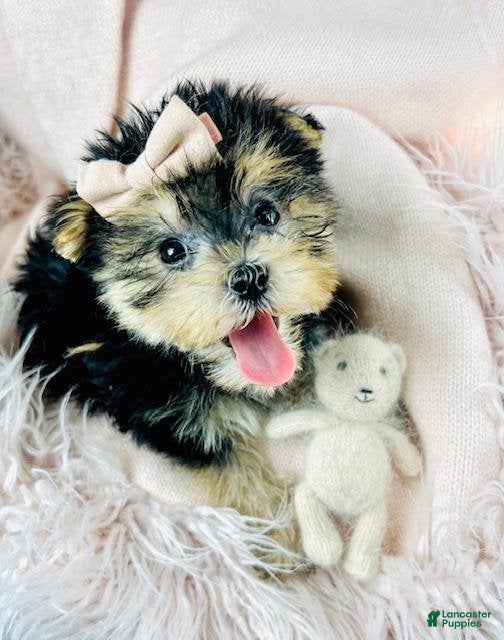 Morkie dogs Meet Darling!  Morkie Puppy  - Ad 9
