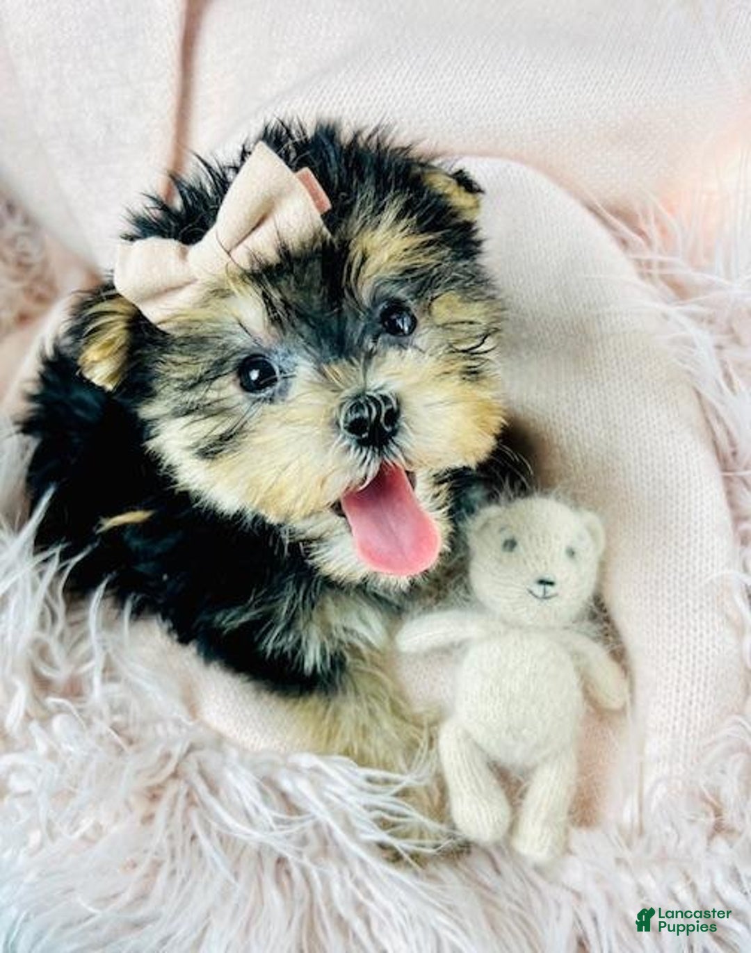 Morkie dogs for sale: Meet Darling!  Morkie Puppy  - Ad 1