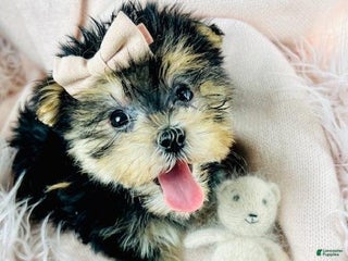 Morkie dogs Meet Darling! Morkie Puppy - Ad 8
