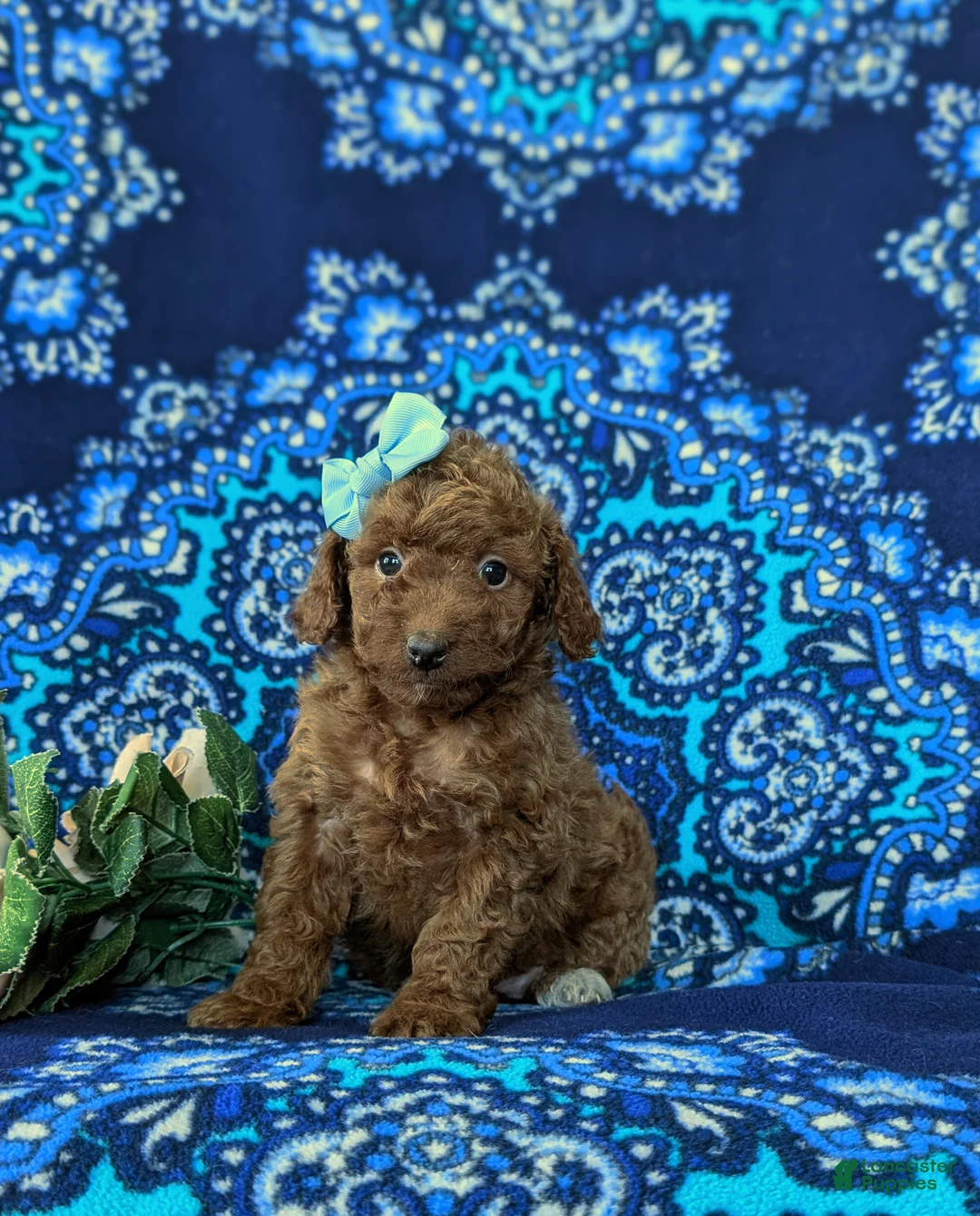 Mini Goldendoodle dogs for sale: Stella 10 lbs full grown - Ad 1