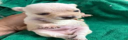 Chihuahua dogs for sale: Chihuahua 1 - Ad 1