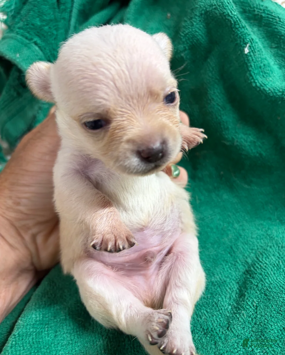 Chihuahua dogs for sale: Chihuahua 1 - Ad 1