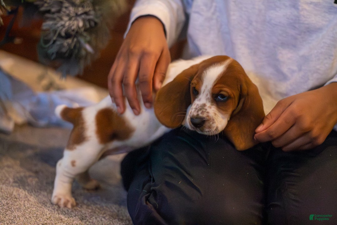 Basset Hound dogs for sale: Sophie - Ad 3