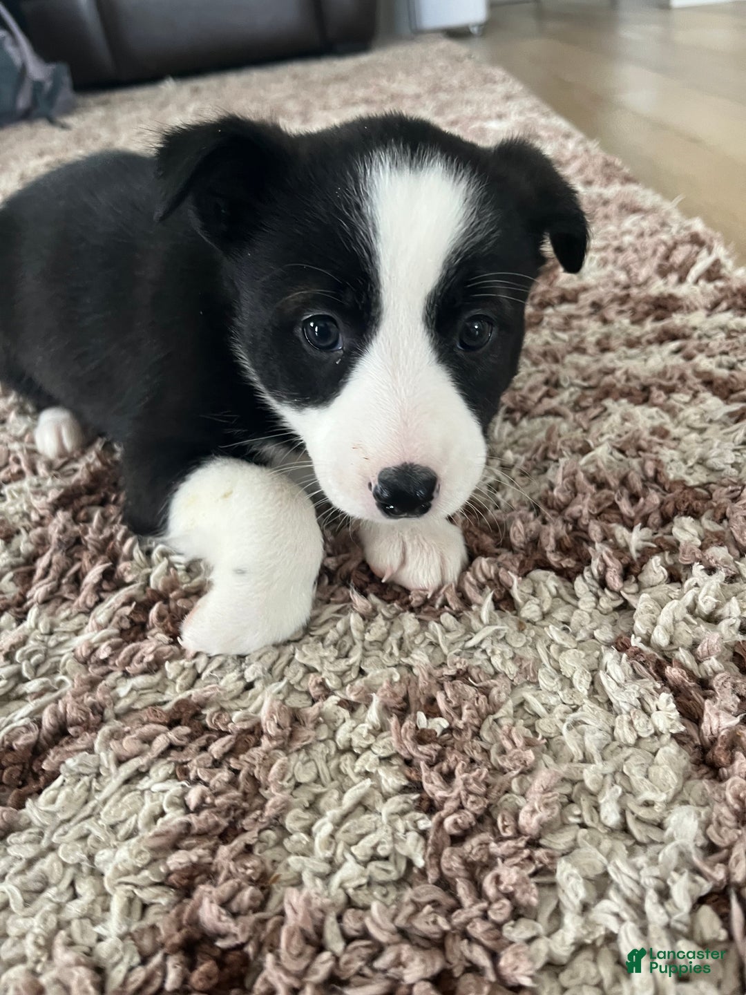 Mixed Breed dogs for sale: Ruby - Ad 1