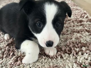 Mixed Breed dogs Ruby - Ad 13