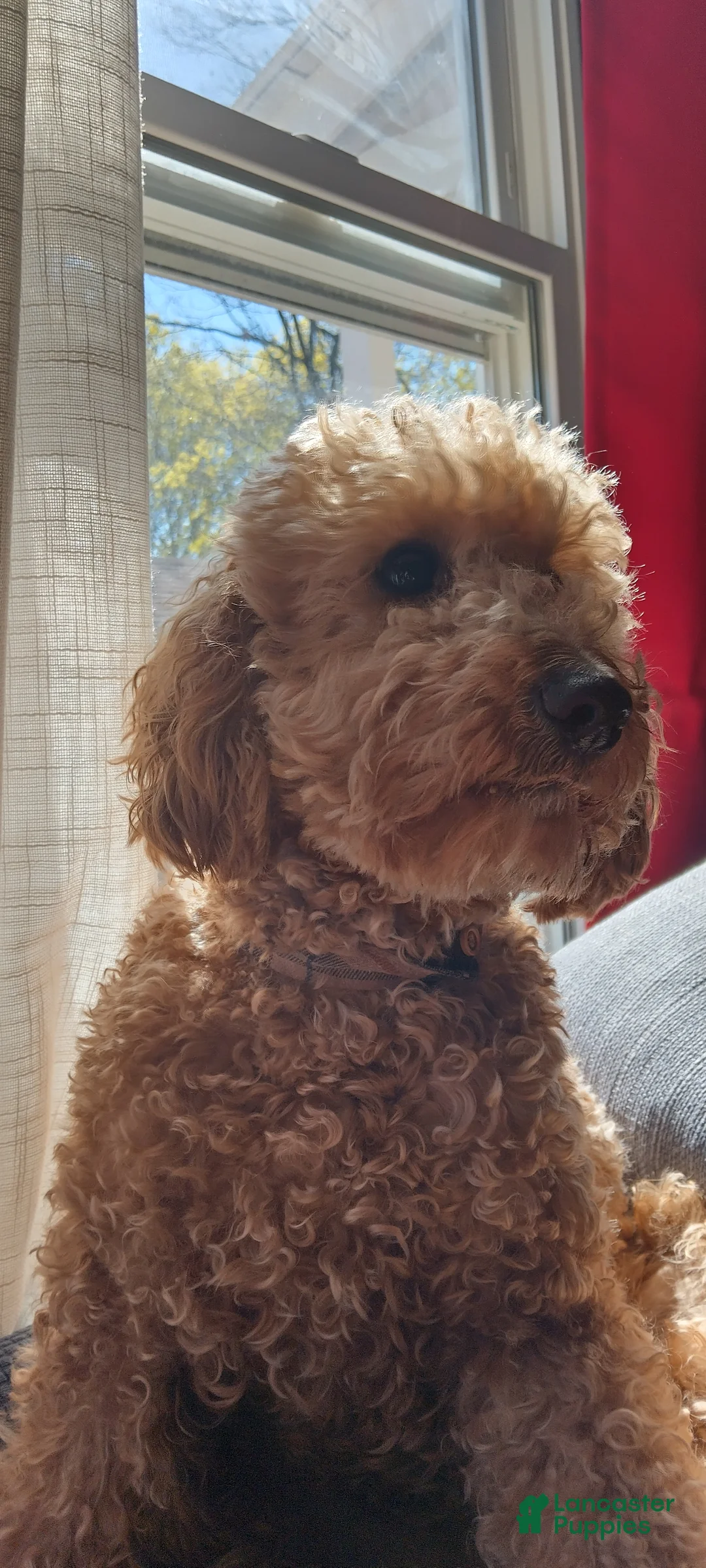 Goldendoodle dogs for sale: Goldendoodle Puppy 1 - Ad 2