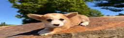 Welsh Corgi Pembroke dogs for sale: Lucy - Ad 3