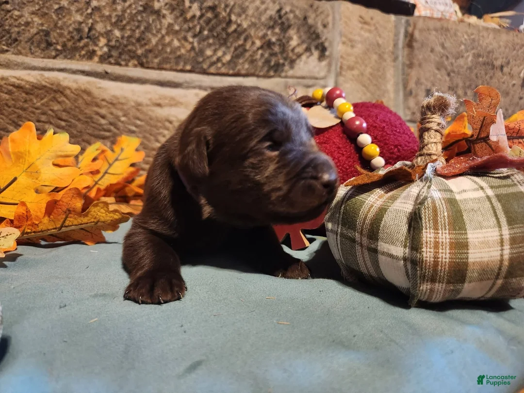 Labrador Retriever dogs for sale: Clarabelle/purple collar Chocolate female - Ad 1