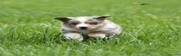 Miniature Australian Shepherd dogs for sale: London - Ad 11