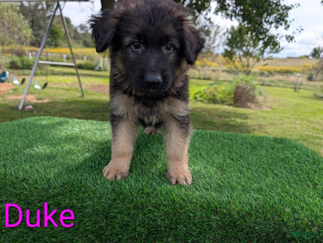 German Shepherd dogs Duke - Ad 2