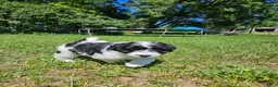Bordoodle dogs for sale: Mable - Ad 6