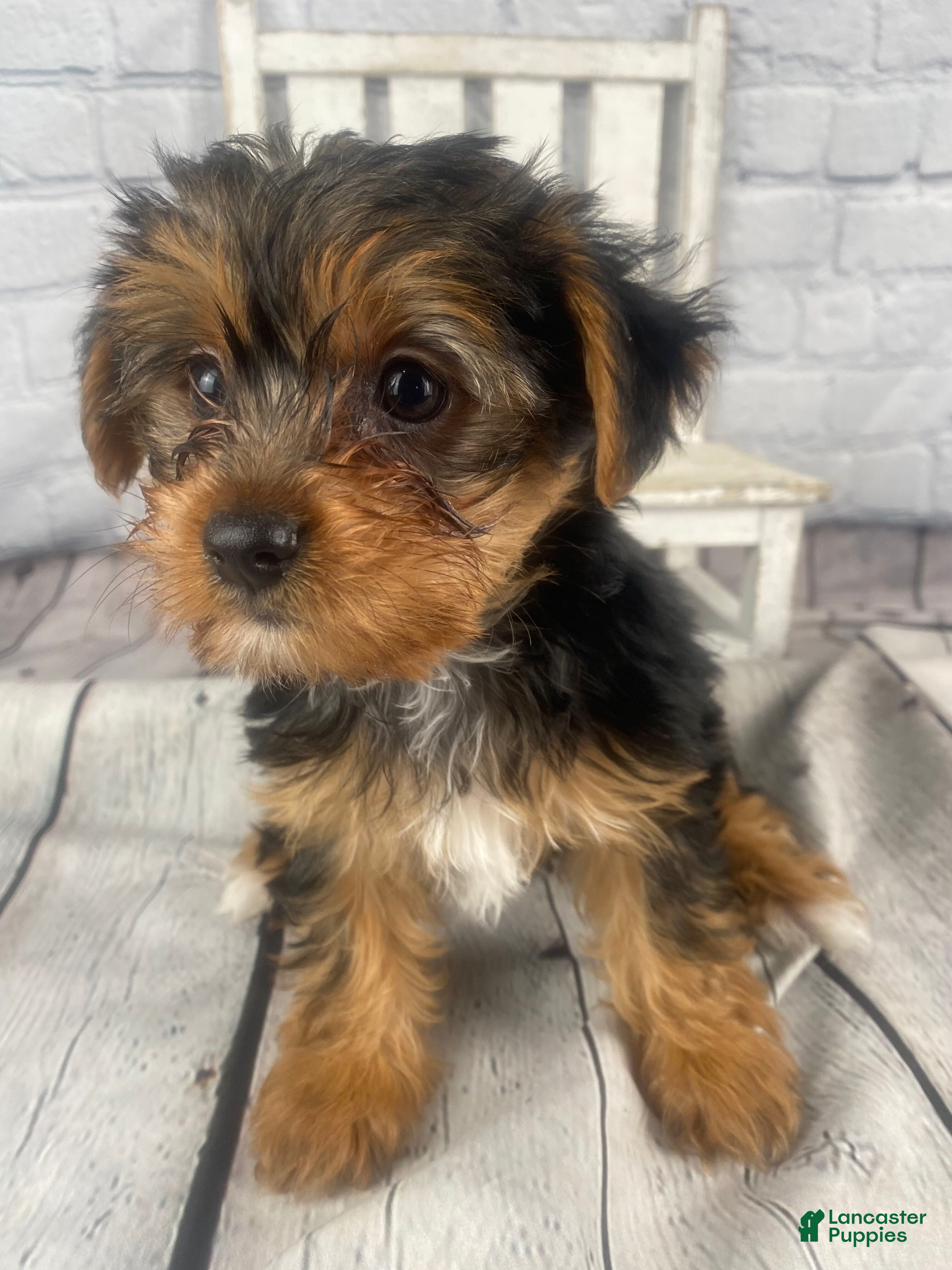 Yorkshire Terrier dogs Jess - Ad 1