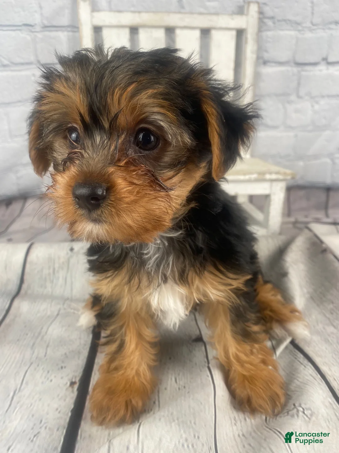 Yorkshire Terrier dogs for sale: Jess - Ad 1