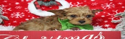 Yorkiepoo dogs for sale: Punkin  - Ad 6