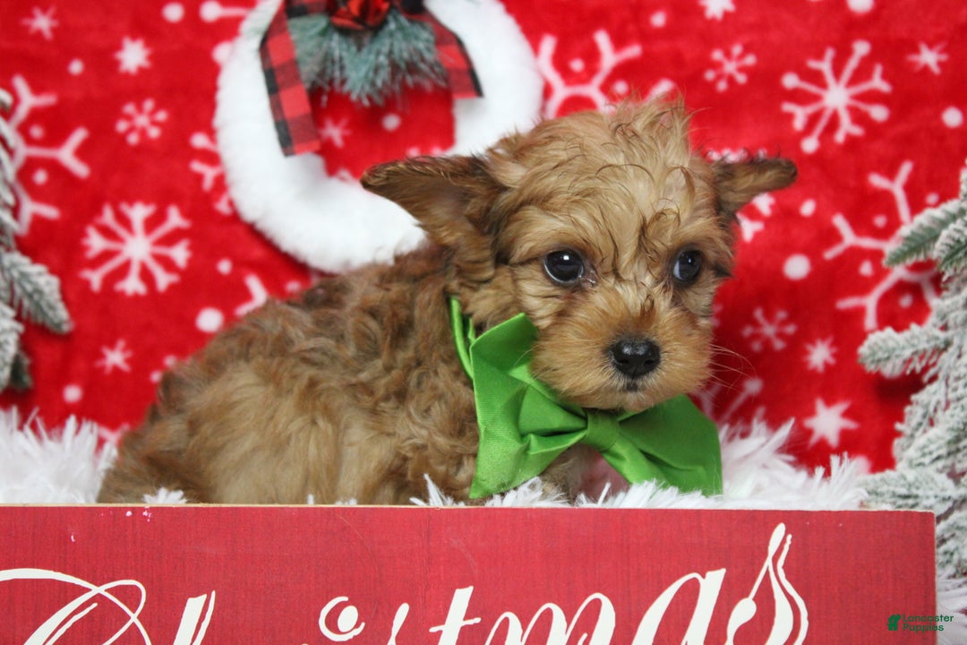 Yorkiepoo dogs for sale: Punkin  - Ad 6