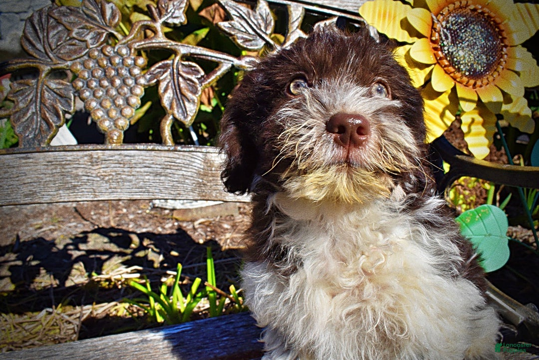 Havapoo dogs for sale: Higgins - Ad 4