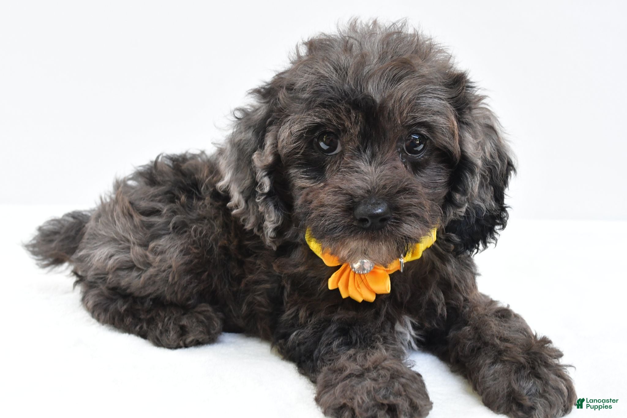 Cockapoo dogs Oriana - Ad 1
