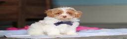 Mixed Breed dogs for sale: Teddy - Ad 3