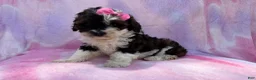 Cockapoo dogs for sale: Fern - Ad 8