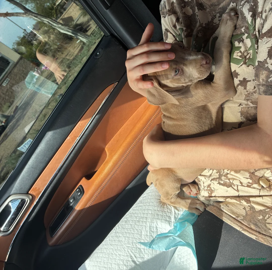 American Pit Bull Terrier dogs for sale: American Pit Bull Terrier Puppy 1 - Ad 2