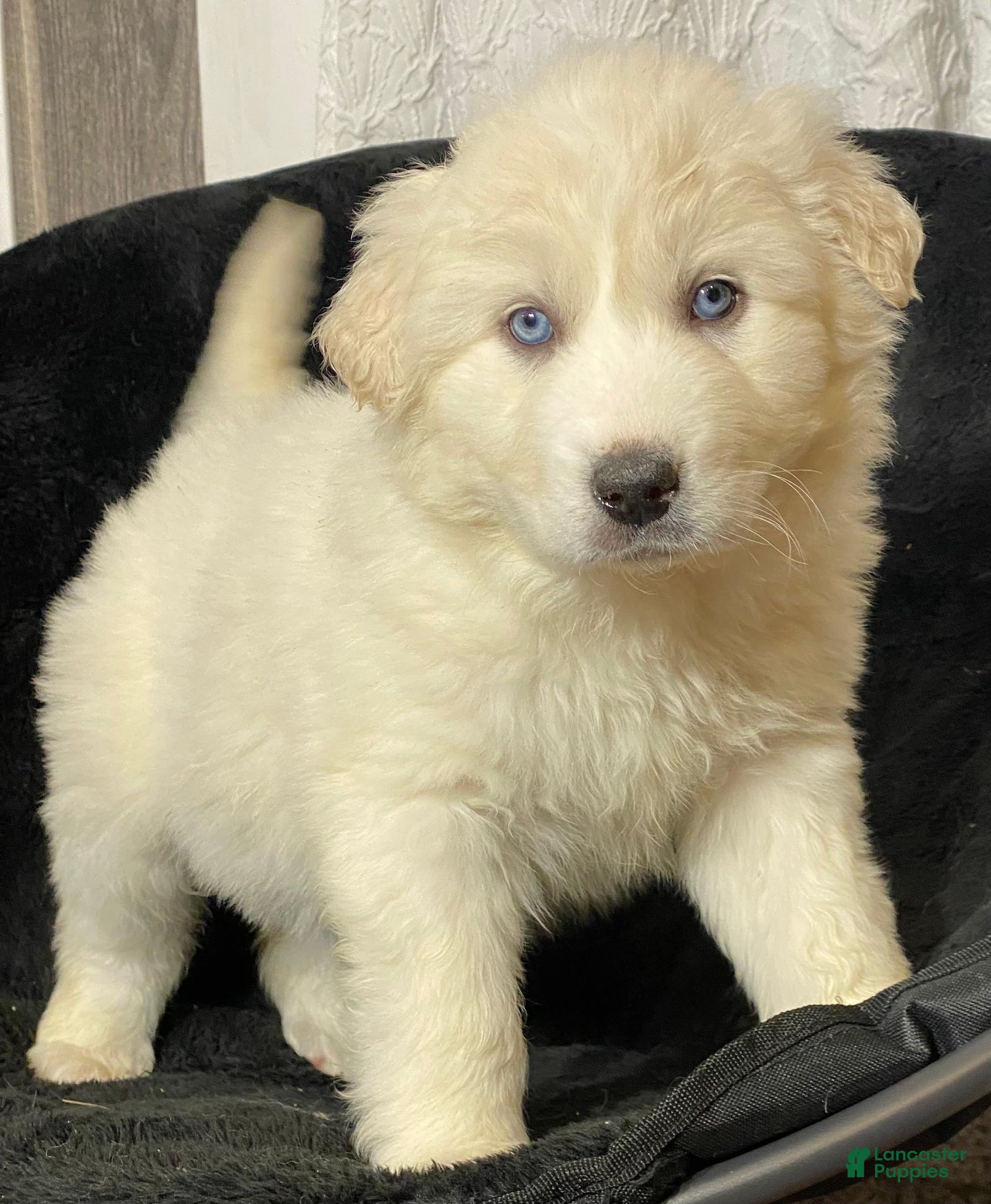Great Pyrenees dogs Gina - Ad 32