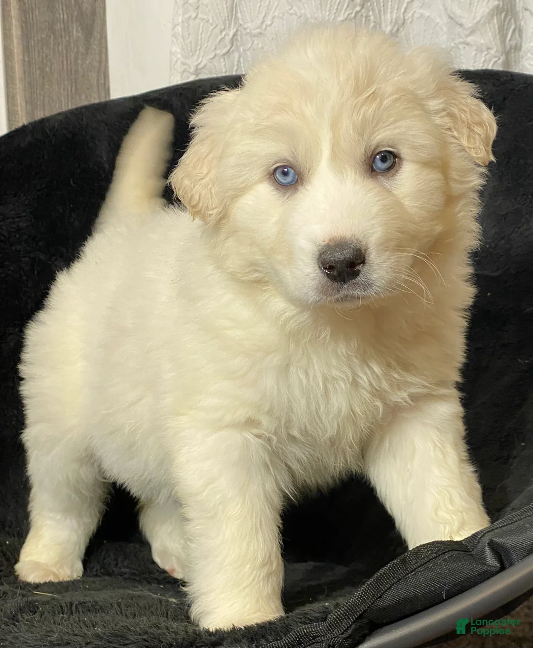 Great Pyrenees dogs for sale: Gina - Ad 1